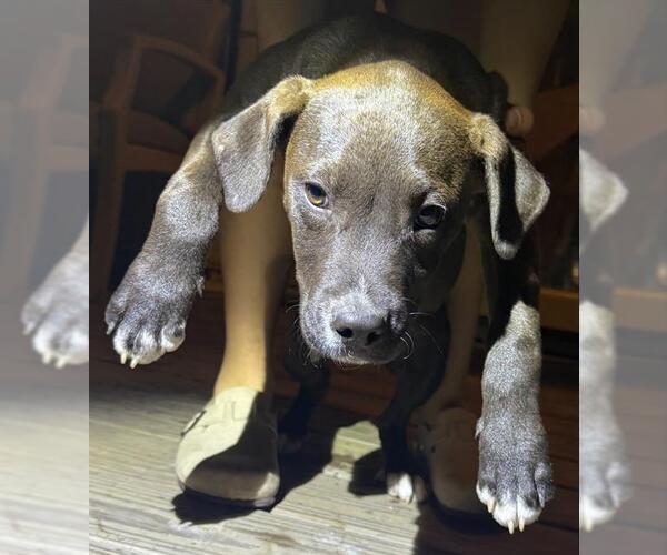 Medium Photo #1 American Staffordshire Terrier-Unknown Mix Puppy For Sale in San Antonio, TX, USA