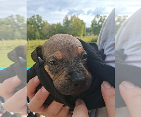 Medium Photo #7 Olde English Bulldogge Puppy For Sale in SAXE, VA, USA