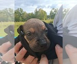 Small #6 Olde English Bulldogge