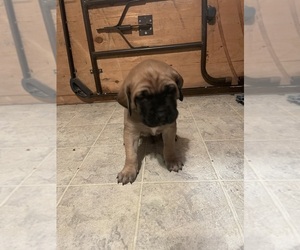 Mastiff Puppy for sale in CALDWELL, ID, USA