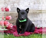 Small #6 Belgian Malinois
