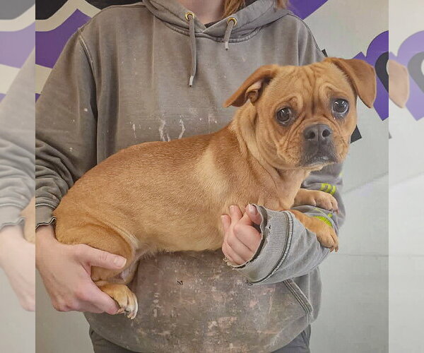 Medium Photo #2 Frenchie Pug Puppy For Sale in Huntley, IL, USA