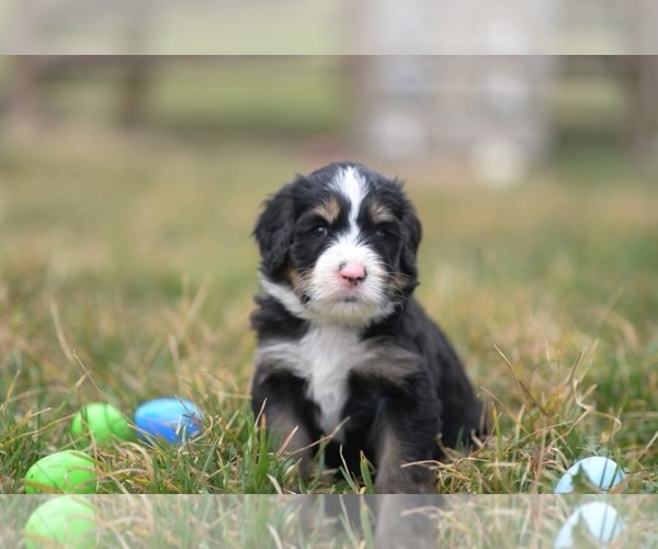 Medium Photo #3 Bernedoodle Puppy For Sale in HARRISONVILLE, MO, USA