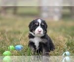Small Photo #3 Bernedoodle Puppy For Sale in HARRISONVILLE, MO, USA