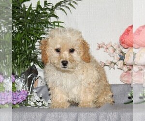 Bichpoo Puppy for sale in RISING SUN, MD, USA