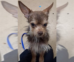 Chihuahua-Unknown Mix Dogs for adoption in Chula Vista, CA, USA