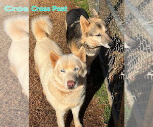 - Mix Dogs for adoption in Mooresville, NC, USA