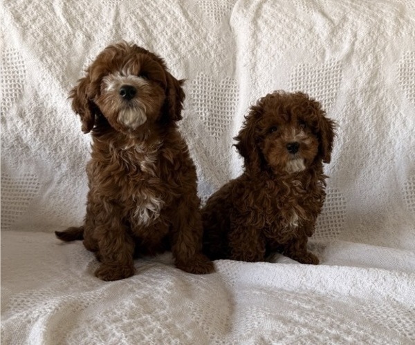 Medium Photo #7 Cavapoo (Miniature) Puppy For Sale in THORP, WI, USA