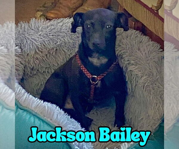 Medium Photo #21 Chiweenie Puppy For Sale in San Antonio, TX, USA