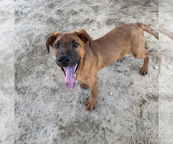 Medium Photo #1 Mutt Puppy For Sale in Riverside, CA, USA