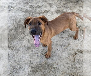 Mutt Dogs for adoption in Riverside, CA, USA