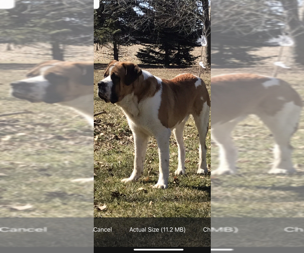 Medium Photo #1 Saint Berdoodle-Saint Bernard Mix Puppy For Sale in BEAVER FALLS, PA, USA
