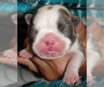Puppy 4 Boston Terrier