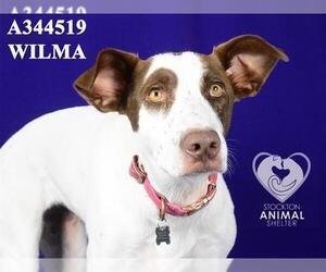 Mutt Dogs for adoption in Stockton, CA, USA