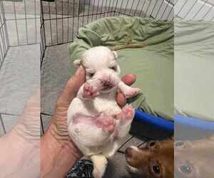 Chihuahua-Unknown Mix Dogs for adoption in Holly Springs, NC, USA
