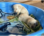 Small #1 Labrador Retriever