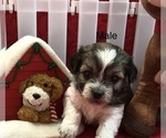 Small Photo #2 Zuchon Puppy For Sale in SILEX, MO, USA
