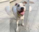 Small #1 American Pit Bull Terrier-Catahoula Leopard Dog Mix