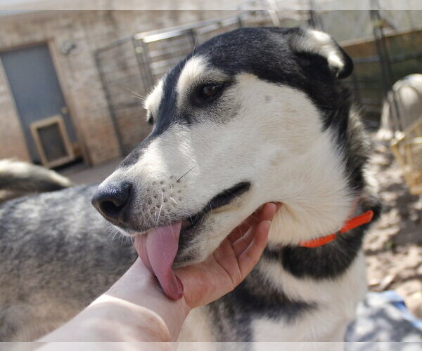 Medium Photo #7 Siberian Husky-Unknown Mix Puppy For Sale in Cedar Crest, NM, USA