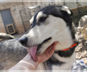 Bacardi - Male Siberian Husky-Unknown Mix Dog for Adoption - Photo #7