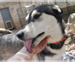 Small Photo #7 Siberian Husky-Unknown Mix Puppy For Sale in Cedar Crest, NM, USA