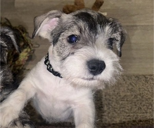 Schnauzer (Miniature) Puppy for sale in ANDERSONVILLE, TN, USA