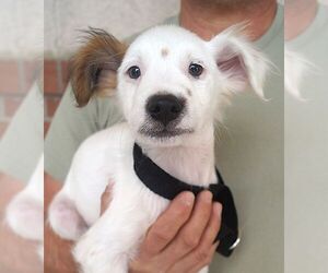 Jack Russell Terrier-Unknown Mix Dogs for adoption in Carrollton, TX, USA