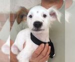 Small Jack Russell Terrier Mix