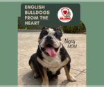 Small #9 English Bulldog