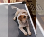 Small Photo #18 Australian Cattle Dog Puppy For Sale in MORGANTON, NC, USA