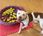 Small #1 American Pit Bull Terrier Mix