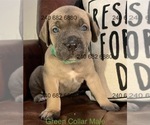 Puppy Green Collar M Cane Corso