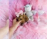 Small #11 Poodle (Toy)