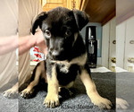 Puppy Klaus Meine Malinois