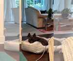 Small #5 American Boston Bull Terrier