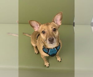 Chihuahua-Unknown Mix Dogs for adoption in Holly Springs, NC, USA