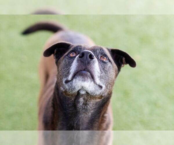 Medium Photo #2 Mutt Puppy For Sale in Canton, CT, USA