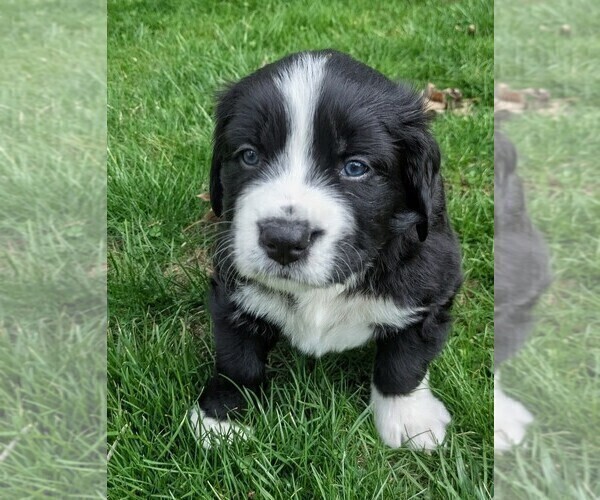 Medium Photo #2 Bordernese Puppy For Sale in LATROBE, PA, USA
