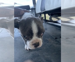 Boston Terrier Puppy for sale in GOOSE CREEK, SC, USA