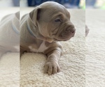Small Photo #12 American Pit Bull Terrier Puppy For Sale in PALM BCH GDNS, FL, USA