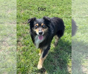 Father of the Australian Shepherd puppies born on 04/23/2025