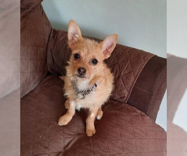 Medium Photo #3 Chihuahua-Unknown Mix Puppy For Sale in Andover, MN, USA