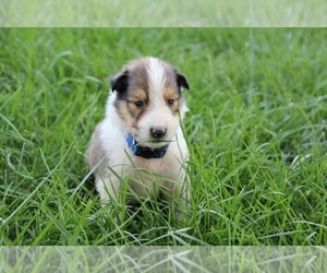 Collie Puppy for sale in KINGSPORT, TN, USA