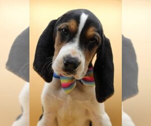 Coonhound Dogs for adoption in Lexington Park, MD, USA