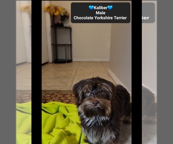 Medium Photo #3 Yorkshire Terrier Puppy For Sale in TUCSON, AZ, USA