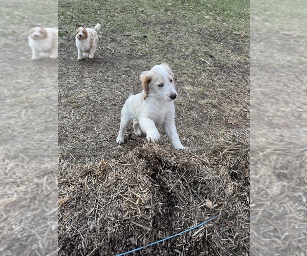 Medium Photo #77 Aussie-Poo-Goldendoodle Mix Puppy For Sale in COMMERCE, MI, USA