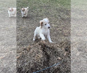 Medium Aussie-Poo-Goldendoodle Mix
