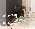 Small #9 Black and Tan Coonhound Mix
