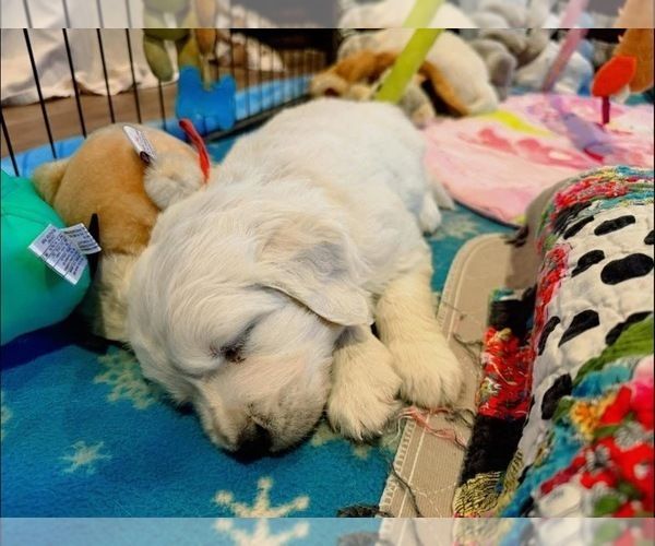 Medium Photo #8 English Cream Golden Retriever Puppy For Sale in MEDFORD TOWNSHIP, NJ, USA
