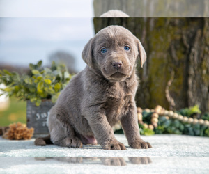 Medium Labrador Retriever